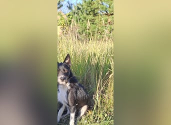 Kleiner Terrier Rem sucht liebevolle Familie