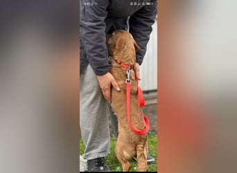 Luna sucht ihr Für -immer -Zuhause ❤️❤️❤️