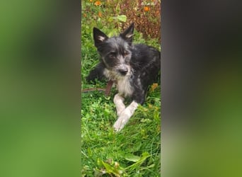 Kleiner Terrier Rem sucht liebevolle Familie