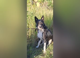 Kleiner Terrier Rem sucht liebevolle Familie