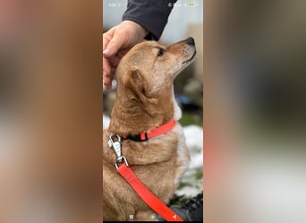 Luna sucht ihr Für -immer -Zuhause ❤️❤️❤️