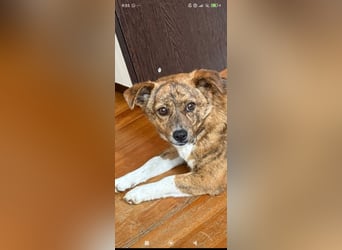 Luna sucht ihr Für -immer -Zuhause ❤️❤️❤️