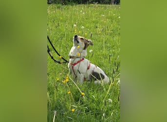 Enya - wedelt sich direkt ins Herz