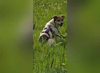 Enya - wedelt sich direkt ins Herz