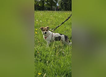 Enya - wedelt sich direkt ins Herz