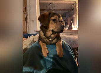 Nori sucht ihr Herz-Zuhause, PS in 94078 Freyung