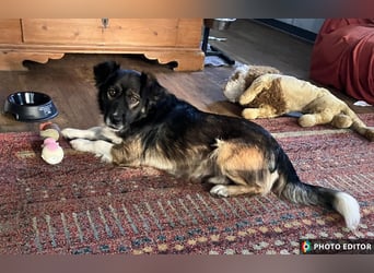 Woody, entspannter und unkomplizierter Begleiter, PS in 25767 Albersdorf