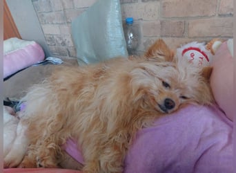 Duke, kleiner Herzenshund sucht sein Glück, PS in 15741 Bestensee