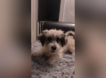 Kleines Welpenmädchen Pixy sucht aktive Familie