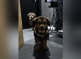 Nori sucht ihr Herz-Zuhause, PS in 94078 Freyung