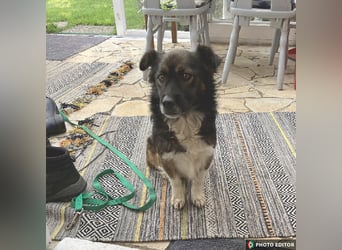 Woody, entspannter und unkomplizierter Begleiter, PS in 25767 Albersdorf