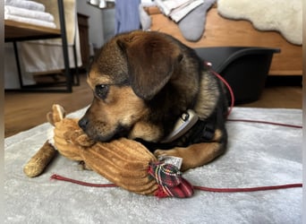 Nori sucht ihr Herz-Zuhause, PS in 94078 Freyung