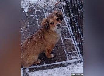 Nala, kleine Wirbelwind Prinzessin, PS 15741 Bestensee