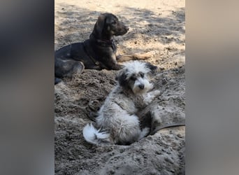 Kleines Welpenmädchen Pixy sucht aktive Familie
