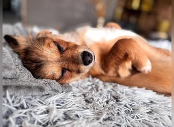 Nala, kleine Wirbelwind Prinzessin, PS 15741 Bestensee