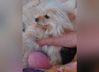 Duke, kleiner Herzenshund sucht sein Glück, PS in 15741 Bestensee