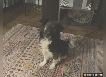 Woody, entspannter und unkomplizierter Begleiter, PS in 25767 Albersdorf