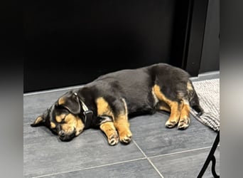 Nasha, zauberhafte kleine Hündin sucht ihr Zuhause, PS in 94078 Freyung