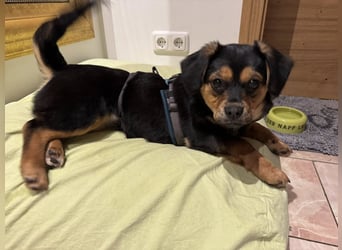 Nasha, zauberhafte kleine Hündin sucht ihr Zuhause, PS in 94078 Freyung