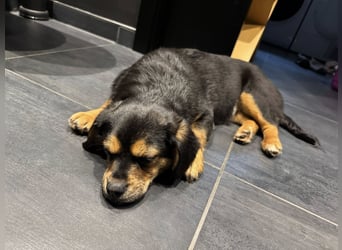 Nasha, zauberhafte kleine Hündin sucht ihr Zuhause, PS in 94078 Freyung