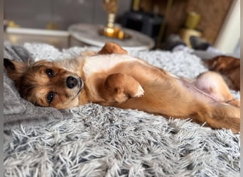 Nala, kleine Wirbelwind Prinzessin, PS 15741 Bestensee