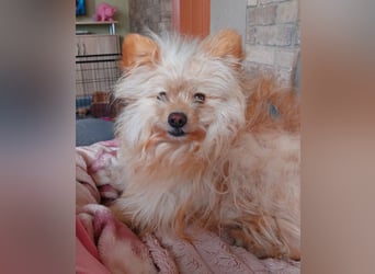 Duke, kleiner Herzenshund sucht sein Glück, PS in 15741 Bestensee