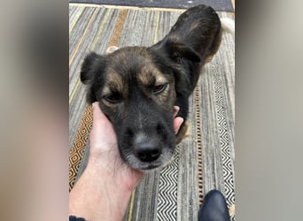 Woody, entspannter und unkomplizierter Begleiter, PS in 25767 Albersdorf