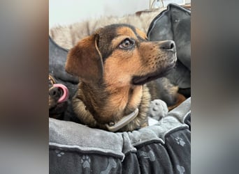 Nori sucht ihr Herz-Zuhause, PS in 94078 Freyung