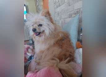 Duke, kleiner Herzenshund sucht sein Glück, PS in 15741 Bestensee