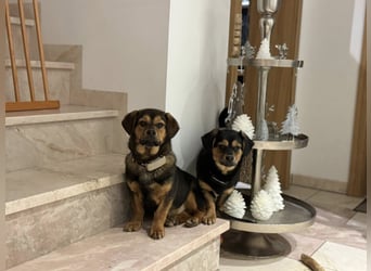 Nori sucht ihr Herz-Zuhause, PS in 94078 Freyung