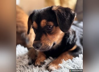 Klein Nina sucht ihr Zuhause, PS in 15741 Bestensee