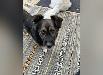 Woody, entspannter und unkomplizierter Begleiter, PS in 25767 Albersdorf