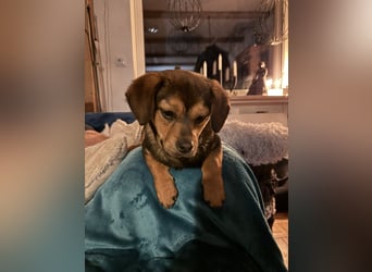 Nori sucht ihr Herz-Zuhause, PS in 94078 Freyung