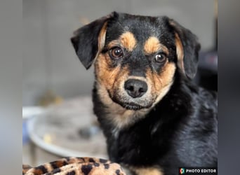 Klein Nina sucht ihr Zuhause, PS in 15741 Bestensee