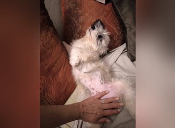 Kleines Welpenmädchen Pixy sucht aktive Familie