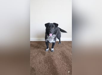 Kinderlieber Kleiner Rüde