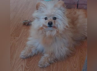 Duke, kleiner Herzenshund sucht sein Glück, PS in 15741 Bestensee