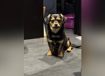 Nasha, zauberhafte kleine Hündin sucht ihr Zuhause, PS in 94078 Freyung