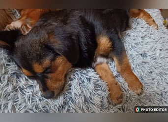 Klein Nina sucht ihr Zuhause, PS in 15741 Bestensee