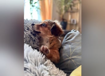 Nala, kleine Wirbelwind Prinzessin, PS 15741 Bestensee