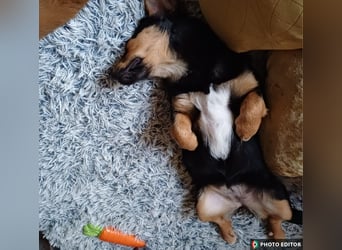 Klein Nina sucht ihr Zuhause, PS in 15741 Bestensee