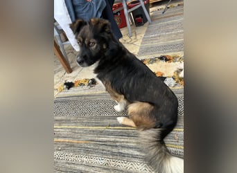 Woody, entspannter und unkomplizierter Begleiter, PS in 25767 Albersdorf