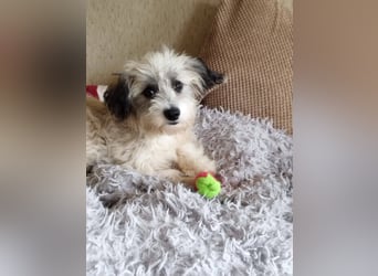 Kleines Welpenmädchen Pixy sucht aktive Familie