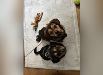 Nasha, zauberhafte kleine Hündin sucht ihr Zuhause, PS in 94078 Freyung