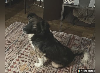 Woody, entspannter und unkomplizierter Begleiter, PS in 25767 Albersdorf