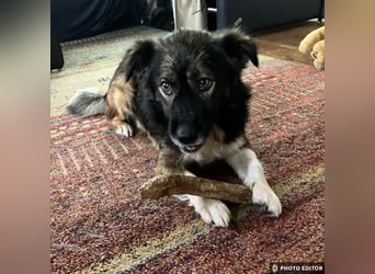 Woody, entspannter und unkomplizierter Begleiter, PS in 25767 Albersdorf