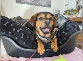 Nori sucht ihr Herz-Zuhause, PS in 94078 Freyung