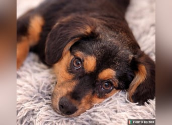 Klein Nina sucht ihr Zuhause, PS in 15741 Bestensee