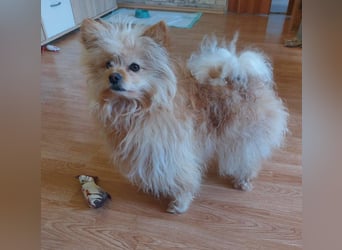 Duke, kleiner Herzenshund sucht sein Glück, PS in 15741 Bestensee