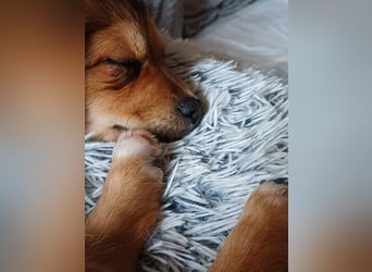 Nala, kleine Wirbelwind Prinzessin, PS 15741 Bestensee